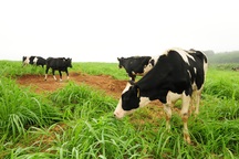 Nông nghiệp hữu cơ: Từ cánh đồng Châu Âu nhìn về cánh đồng Việt