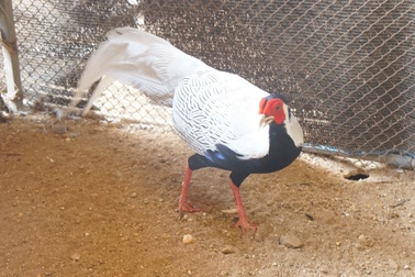 Người đàn ông nuôi động vật hoang dã, được Chủ tịch nước tặng huân chương