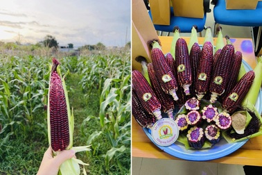 9X Ninh Thuận khởi nghiệp với giống ngô "lạ", cho năng suất cao