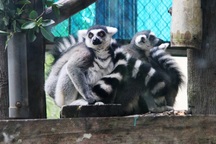 Những con vật co ro nép mình trong vườn bách thú Thủ Lệ vì lạnh