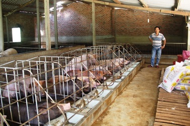 Bình Định: Xây dựng khẩn cấp những ki ốt bán thịt heo “cứu” người chăn nuôi