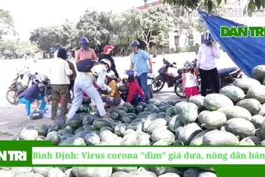 Bình Định: Virus corona “dìm” giá dưa, nông dân bán tháo
