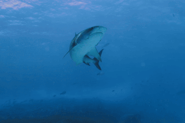 Khách Việt chi 50 triệu đồng và hành trình "săn" cá mập khát máu ở Maldives