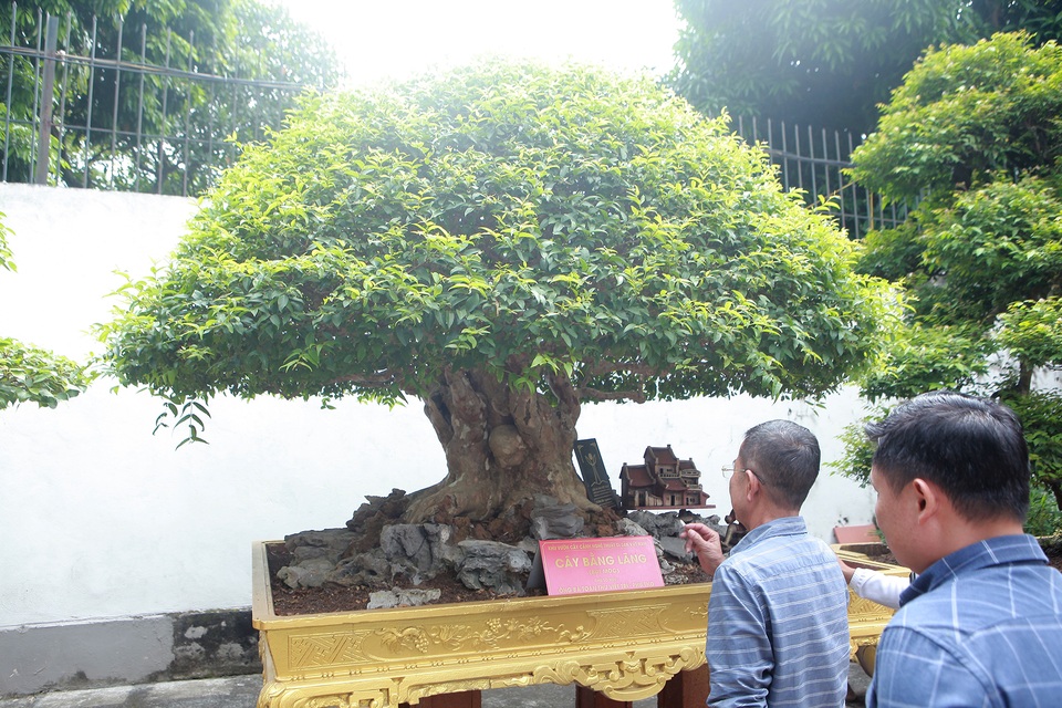 Cây bằng lăng “Bụt mọc” độc đáo, trả giá tiền tỷ chưa chắc mua được - 5 Cây bằng lăng “Bụt mọc” độc đáo, trả giá tiền tỷ chưa chắc mua được - 5