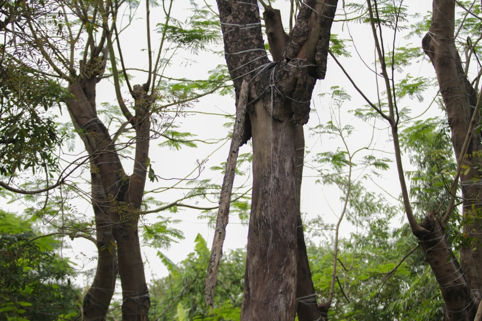 Cảnh chết mòn của hàng cây cổ thụ bị di dời để thi công metro Nhổn - Ga Hà - 2 Cảnh chết mòn của hàng cây cổ thụ bị di dời để thi công metro Nhổn - Ga Hà - 2