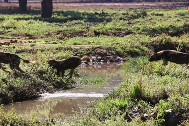 Chó hoang châu Phi bất ngờ gặp sự cố khi nhảy qua rãnh nước