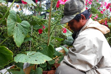 Hoa Tết tăng giá, người mua vẫn còn chần chừ