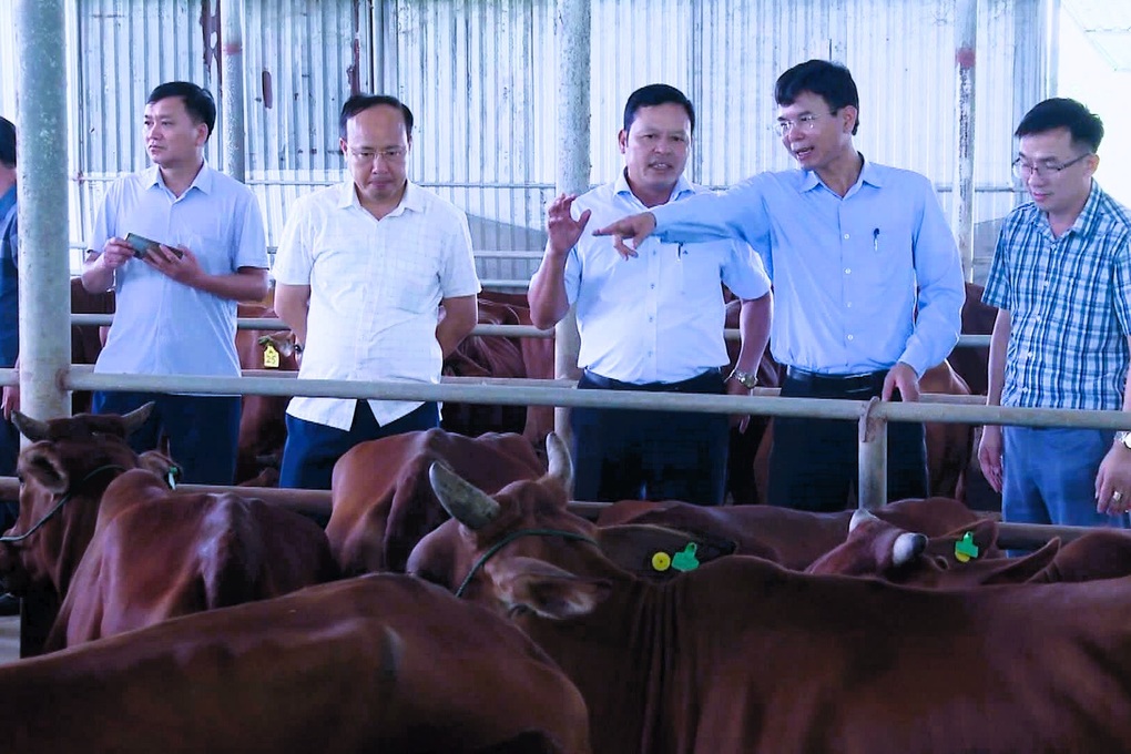 Nghệ An tiếp nhận 100 con bò giống từ Hà Nội - 1 Nghệ An tiếp nhận 100 con bò giống từ Hà Nội - 1