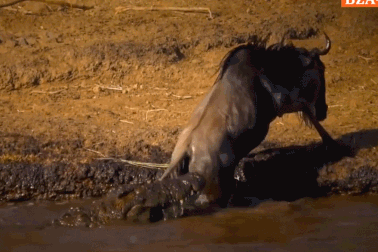 Nỗ lực tuyệt vời của linh dương đầu bò trước sát thủ đầm lầy