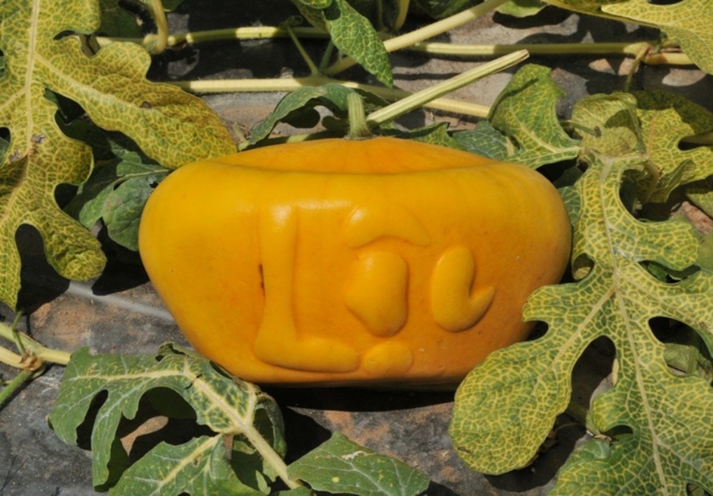 Nông dân trồng dưa hấu thỏi vàng, bưởi hồ lô… thấp thỏm chờ Tết - 3