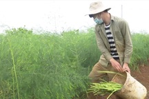 Người dân xứ Nghệ hái ra tiền nhờ trồng "vua của các loại rau"