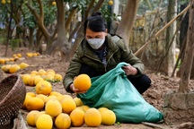 Bưởi Việt Nam chính thức được cấp "visa" sang Hàn Quốc