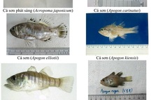 Nhận diện hơn 150 hải sản tầng đáy miền Trung khuyến cáo không sử dụng