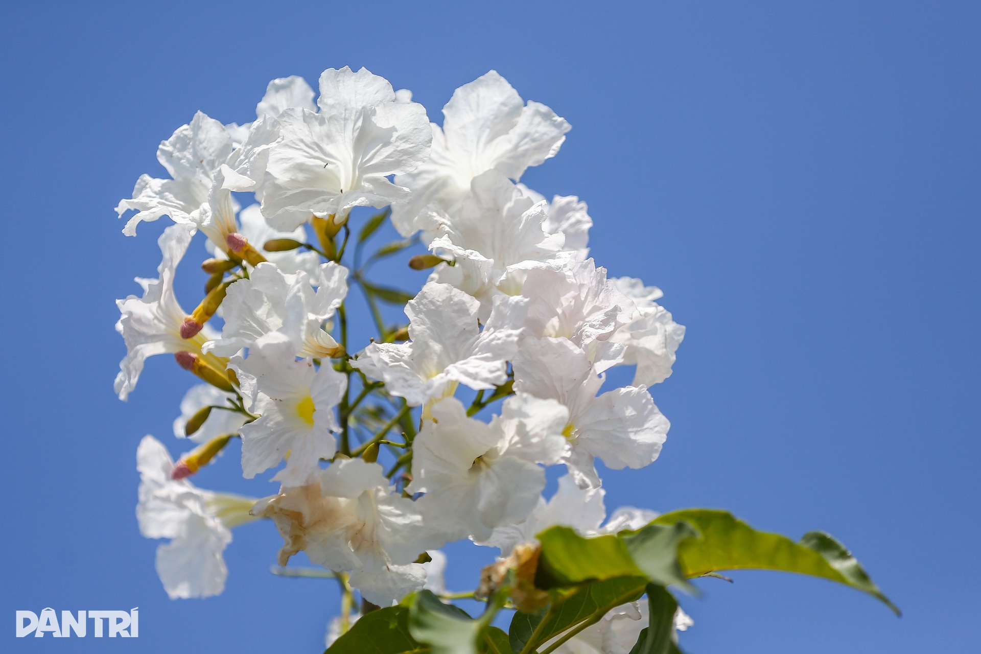 Giới trẻ háo hức chụp ảnh với hoa kèn hồng đang mùa nở rộ ở TPHCM - 12