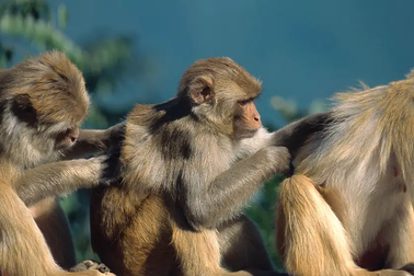 Động vật hoang dã tự chữa bệnh như thế nào?