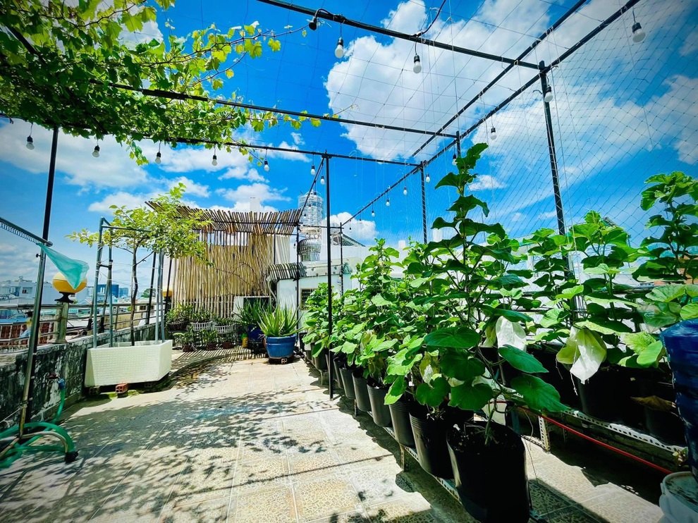 Những gia đình Việt sống khỏe nhờ vườn sân thượng xanh tốt giữa mùa dịch - 11 Những gia đình Việt sống khỏe nhờ vườn sân thượng xanh tốt giữa mùa dịch - 11