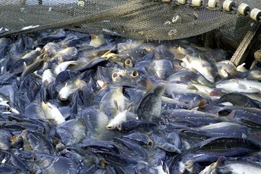 Nỗi đau của thủy sản Việt Nam khi bị truyền thông phương Tây “tố”