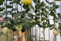 Mẹ đảm "mát tay" làm vườn sân thượng đủ các loại rau, dưa ở Hà Nội