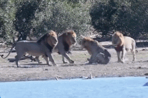 Thế giới động vật: Kết cục bi thảm của sư tử đực khi bị kẻ thù bao vây