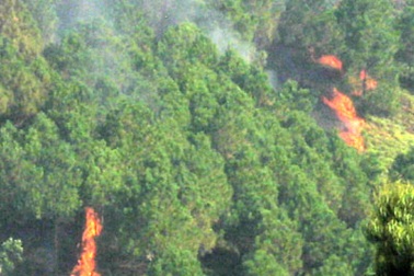 Liên tiếp xảy ra các vụ cháy rừng thông