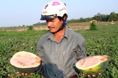 Thương lái thuê côn đồ đe dọa, ép giá nông dân