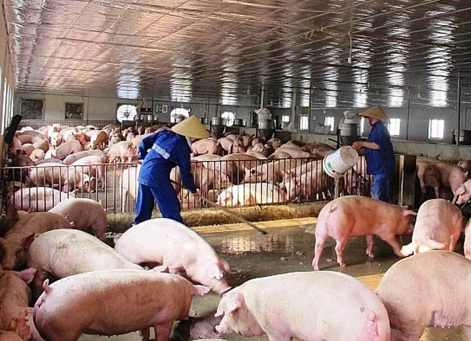 Tăng cao không chịu xuống: Dân ăn thịt lợn đắt, người buôn lãi đầy túi - 1 Tăng cao không chịu xuống: Dân ăn thịt lợn đắt, người buôn lãi đầy túi - 1