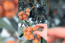 Khen cây nhót sai quả, lao động Việt ở Nhật sững sờ vì chủ nhà chặt cây