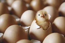 Con gà có trước hay quả trứng có trước?