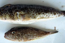 Quảng Ngãi:  Ăn cá nóc, 2 người ngộ độc nguy kịch