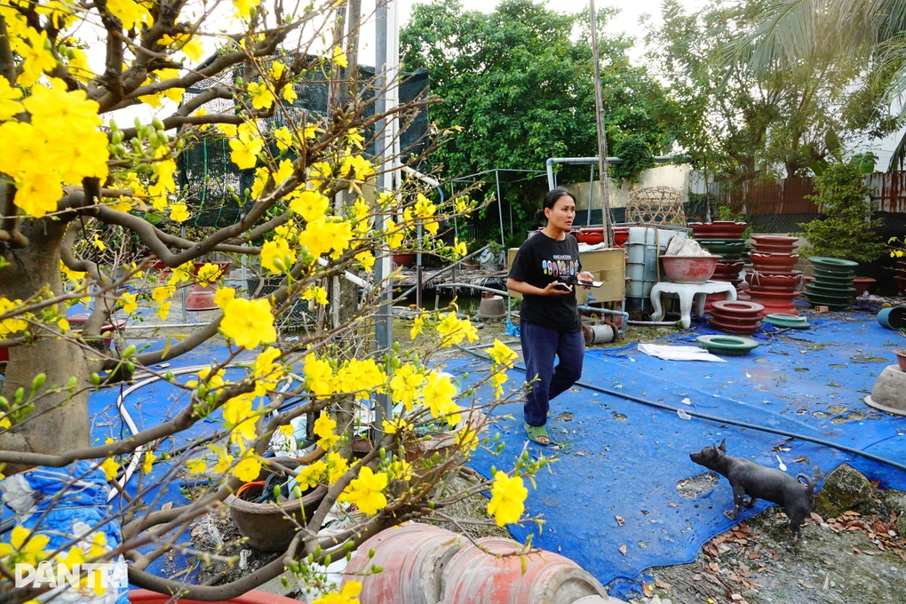 Tất bật ngày Tết, chủ vườn mai thở phào vì hết cảnh há miệng chờ sung - 1 Tất bật ngày Tết, chủ vườn mai thở phào vì hết cảnh há miệng chờ sung - 1