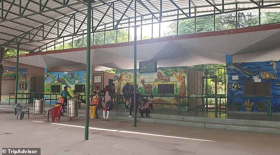 Khỉ nghiện rượu tính tình hung dữ, làm 1 người chết và 250 người bị thương - 2 Khỉ nghiện rượu tính tình hung dữ, làm 1 người chết và 250 người bị thương - 2