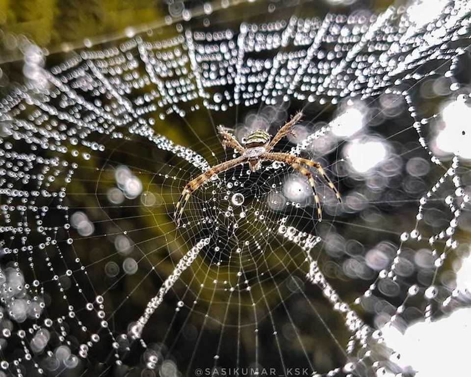 Ngắm bộ ảnh macro đẹp khó tin được thực hiện từ smartphone - 9 Ngắm bộ ảnh macro đẹp khó tin được thực hiện từ smartphone - 9