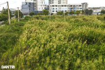 Làm gì để đấu giá đất Thủ Thiêm thành công sau việc 4 công ty bỏ cọc?