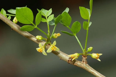 Cây một dược kết hợp hoạt chất MSM hỗ trợ giảm nguy cơ thoái hóa cột sống