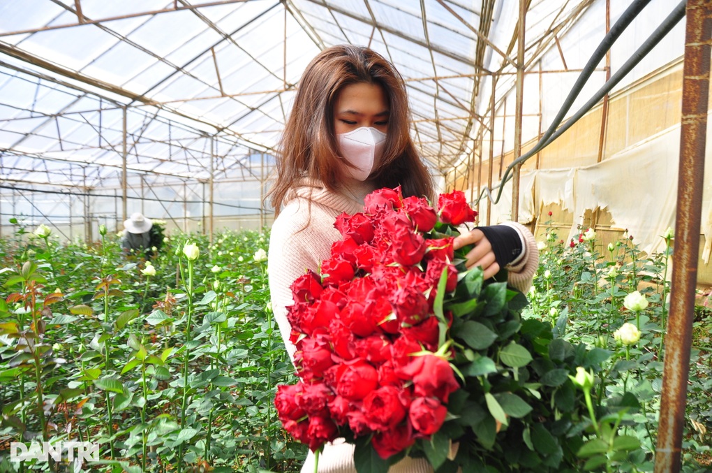 Người trồng hoa Đà Lạt trúng lớn vì có 3 ngày vàng liên tiếp - 3 Người trồng hoa Đà Lạt trúng lớn vì có 3 ngày vàng liên tiếp - 3