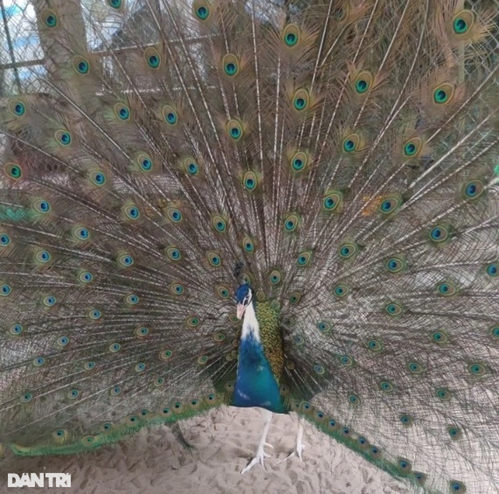 Nuôi công như... gà, anh nông dân miền Tây lãi khủng - 1 Nuôi công như... gà, anh nông dân miền Tây lãi khủng - 1