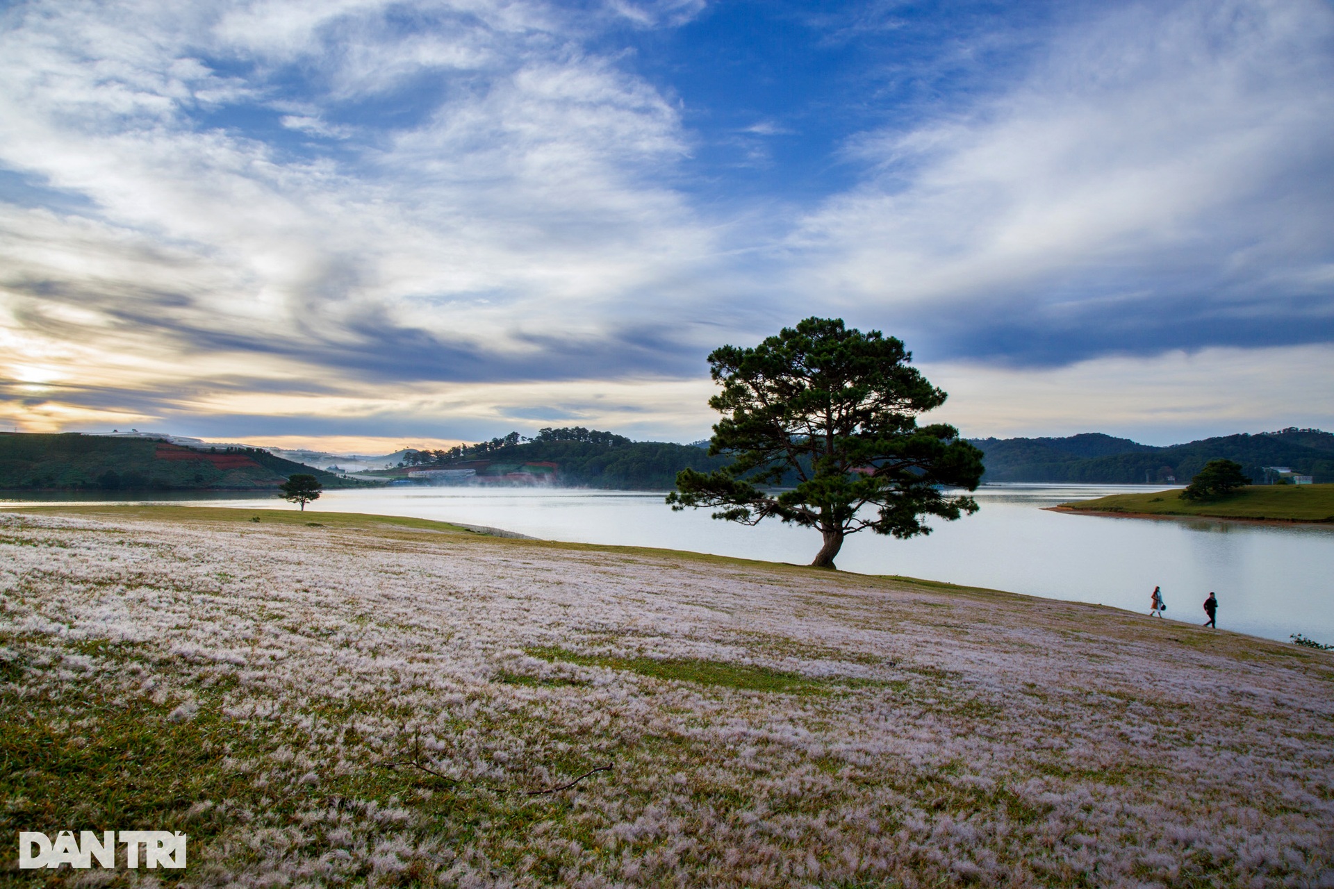 Admire the brilliant pink grass hills in Da Lat in the early morning of winter - August