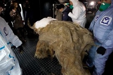 Trưng bày xác voi ma mút toàn vẹn nhất từ trước đến nay