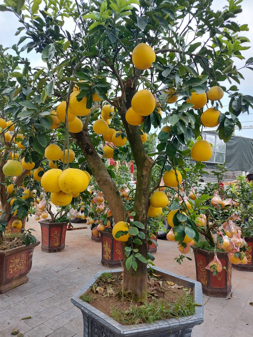Bưởi cảnh, quất thế hàng chục triệu đồng rục rịch xuống phố - 2 Bưởi cảnh, quất thế hàng chục triệu đồng rục rịch xuống phố - 2