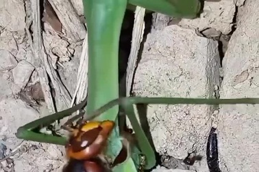 Cuộc chiến giữa bọ ngựa với ong đất và cái kết khó ngờ
