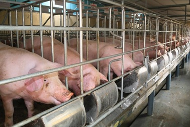 Thực trạng sử dụng kháng sinh trong chăn nuôi và nuôi trồng thủy sản