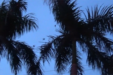 Hàng ngàn con chim sẻ ríu rít trước khách sạn