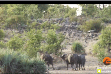 Khoảnh khắc trâu rừng tấn công sư tử để giải cứu voi con