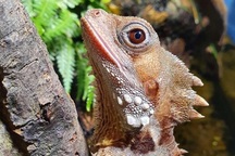 Loài bò sát kỳ lạ có thể… tự chuyển đổi giới tính