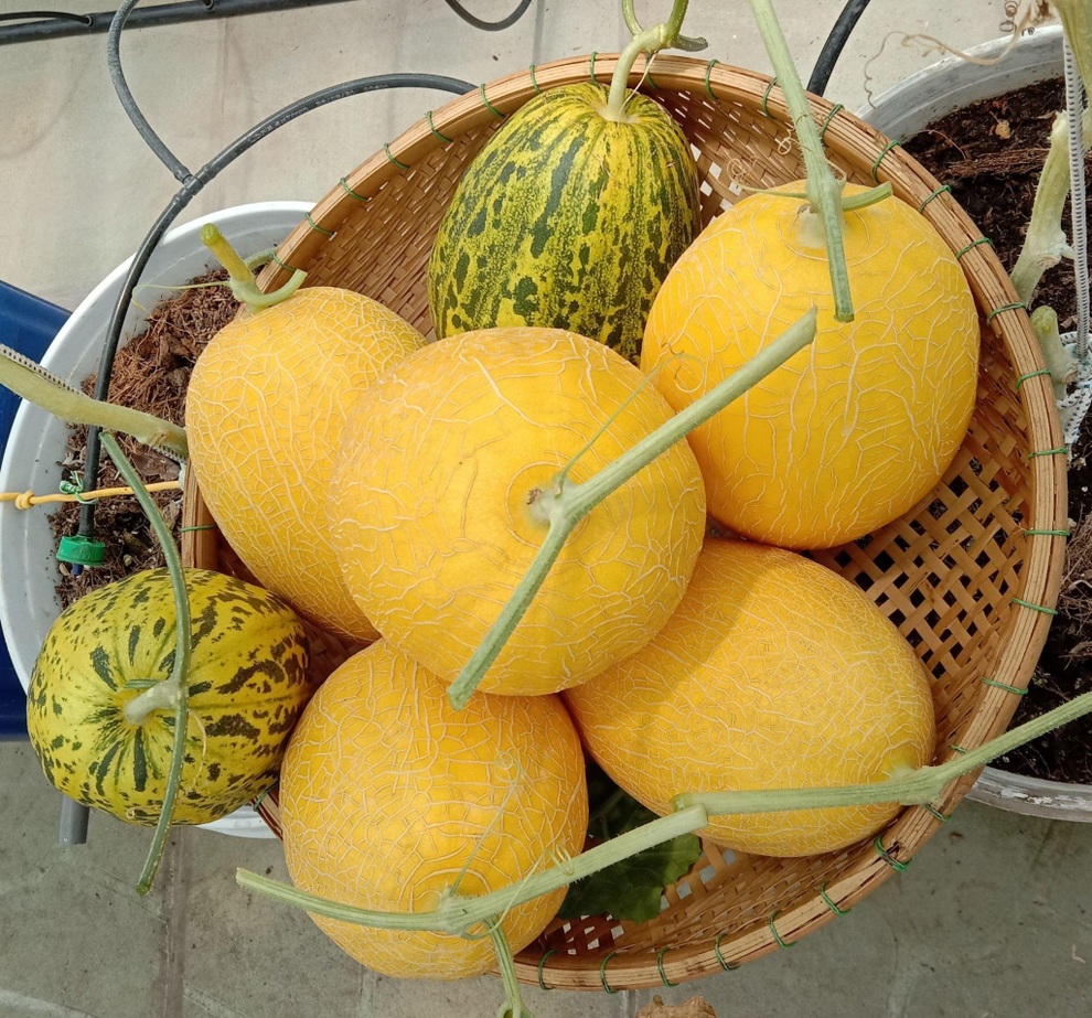 Ông bố mát tay làm vườn dưa lưới, thu hoạch 150kg/vụ ở Sài Gòn - 14