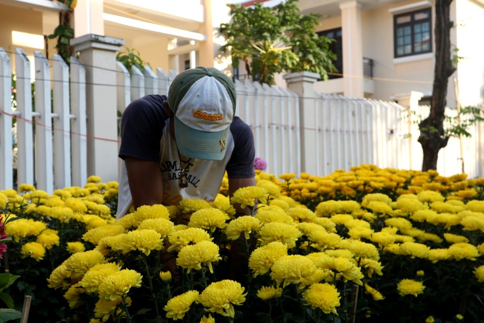 Hội An: Hoa Tết “vỡ trận”, giảm giá vẫn ít có người mua - 4 Hội An: Hoa Tết “vỡ trận”, giảm giá vẫn ít có người mua - 4
