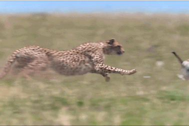 Choáng với pha tăng tốc để “hạ gục” linh dương của báo săn