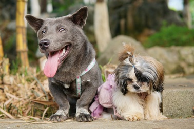 Gặp chú chó Dúi mê du lịch, check-in muôn nơi, có 230 ngàn người theo dõi