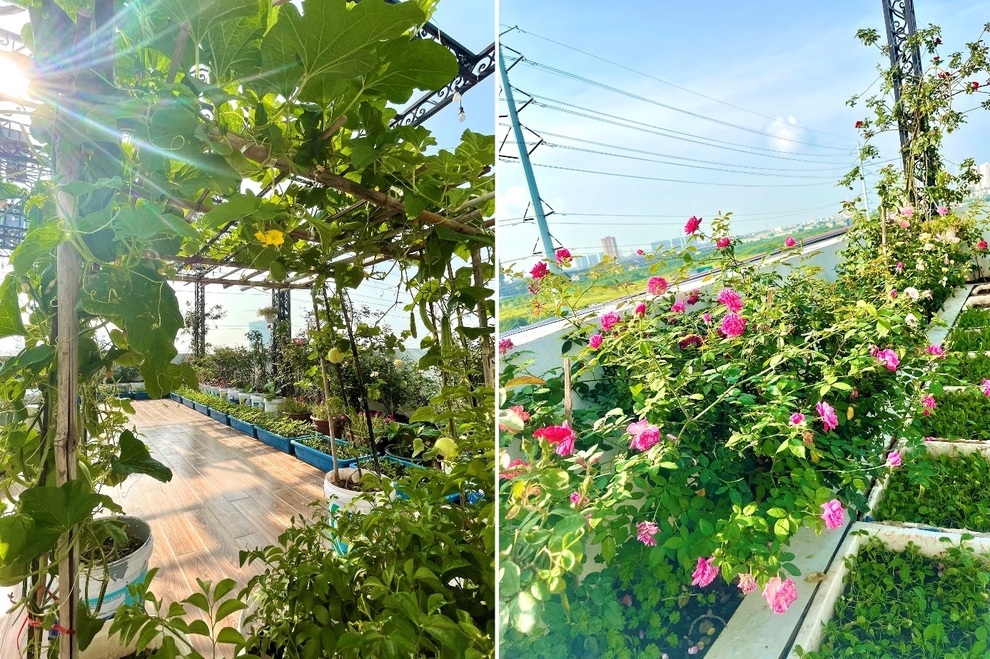 Vợ chồng Hà Nội vác 100 bao đất lên sân thượng, làm vườn hữu cơ xanh mướt - 1 Vợ chồng Hà Nội vác 100 bao đất lên sân thượng, làm vườn hữu cơ xanh mướt - 1