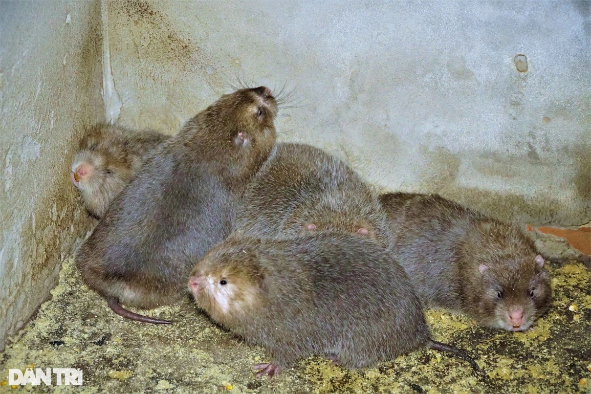 Vua dúi miền Tây chia sẻ bí quyết kiếm trăm triệu đồng mỗi tháng - 2 Vua dúi miền Tây chia sẻ bí quyết kiếm trăm triệu đồng mỗi tháng - 2